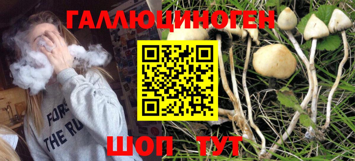 Обь  Псилоцибиновые грибы Cubensis  Вход с VPN 